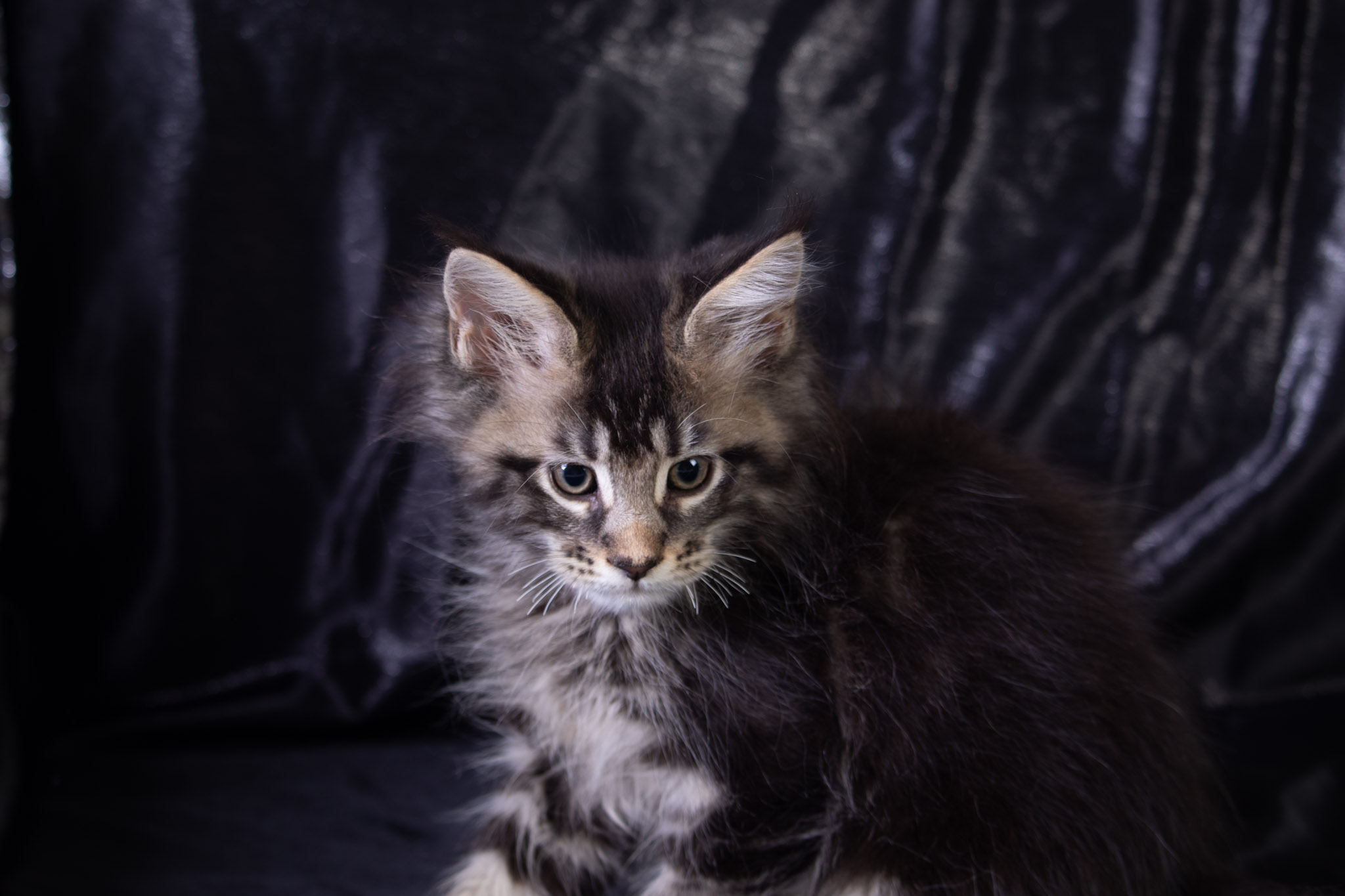 Filhote maine coon